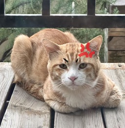 猫猫